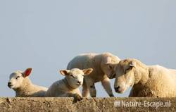 Schaap, ooi met lammetjes Busch en Dam 1