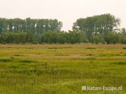 Hooiland met koekoeksbloemen en kale jonker polder Achthoven 1