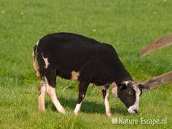 Schaap Busch en Dam 1