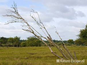 Vlier, dode boom AWD2