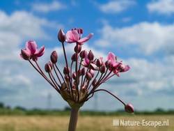 Zwanenbloem met achtergrond Wormer en Jisperveld 2