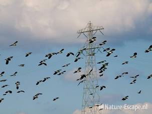 Kieviten, vliegend boven de Krommenieër Woudpolder 1