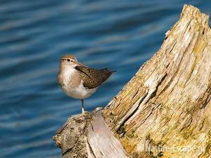 Oeverloper op stronk van berk Vogelmeer NPZK12