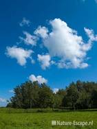 Wolken boven bomen Zwmp1