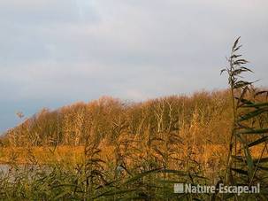 Strijklicht op bomen aalscholverkolonie Hijm NHD Castricum 1