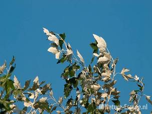 Witte abeel, blad in de wind NHD Castricum 1