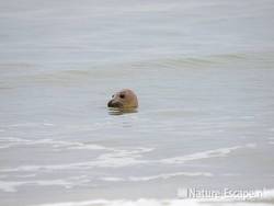 Gewone zeehond in zee bij de Kerf Schoorl 2 180209