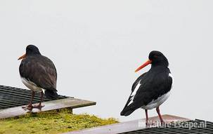 Scholeksters bij bezoekerscentrum de Oranjekom AWD1 280209