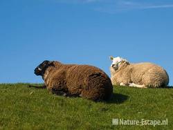 Schapen, wit en zwart op dijk bij Piaam 1 200309