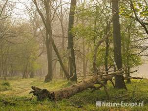 Dode boom, liggend langs pad in de AWD 1 130409