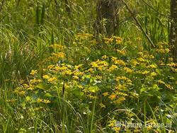 Dotterbloemen in moerasbos, Zwanenwater 1 250409