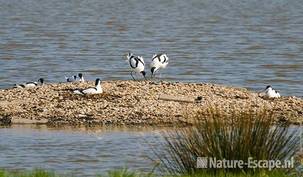 Kluten, op grindeiland, Hekslootpolder 2 190409