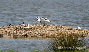 Kluten, op grindeiland, Hekslootpolder 3 190409