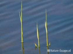 Riet, jonge scheuten, Zwanenwater 1 250409