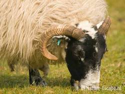 Schaap, Scottish blackface, grazend, NHD Heemkerk1 290409