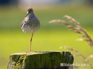 Tureluur, op paal, Aagtendijk 13 130609