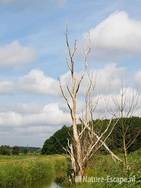 Dode boom in landschap, Spw1 160709