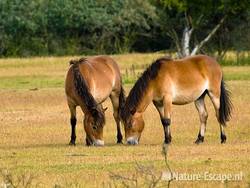 Exmoor pony's, grazend NHD Heemskerk 1 090709