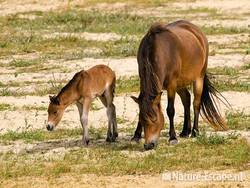 Exmoor pony, merrie met veulen, Doornvlak NHD5 210809