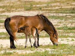 Exmoor pony, veulen, drinkend bij merrie, Doornvlak NHD3 210809