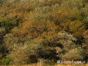 Bosrand, in herfstkleuren, Doornvlak NHD1 160909