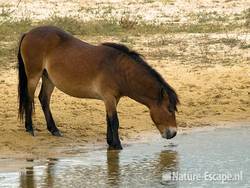 Exmoor pony, drinkend, Doornvlak NHD1 191009