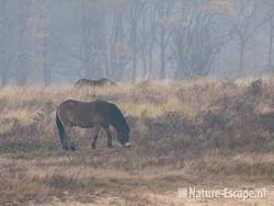 Exmoor pony's, grazend, in mist, Doornvlak NHD2 211109