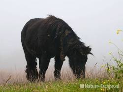 Shetland pony, grazend, Aagtendijk 2 081109