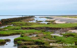 Het wad bij Moddergat 4 111209
