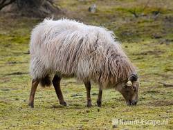 Drents heideschaap, grazend, AWD1 130310