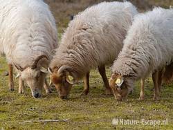 Drentse heideschapen, grazend, AWD1 130310