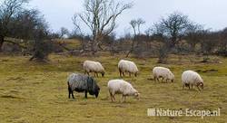 Drentse heideschapen, in landschap, AWD1 130310