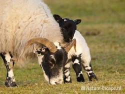 Schaap, Scottish Blackface, ooi met lam, NHD Heemskerk1 050410