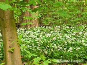 Daslook, in het bos, Elswout 1 110510