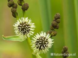 Grote egelskop, detail bloemen en bloemknoppen, Zwanenwater 3 130710