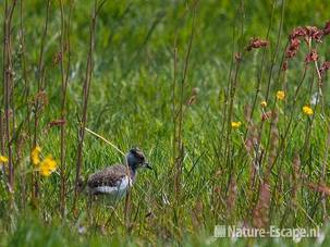 Kievit, juveniel, tussen planten, Castricummerpolder 1 280510