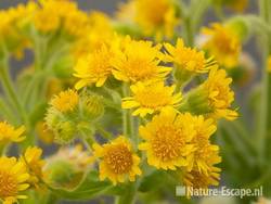 Moerasandijvie, bloemen, Zww1 180610