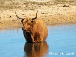 Schotse hooglander, in water, Doornvlak 1 100710