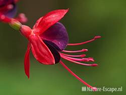 Fuchsia, detail bloem, Fuchsiaboerderij Stokkum 1 280710