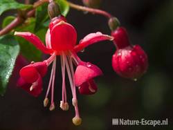 Fuchsia 'Nettala', detail bloem Fuchsiaboerderij Stokkum 1 280710