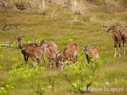 Moeflons, AWD1 150710