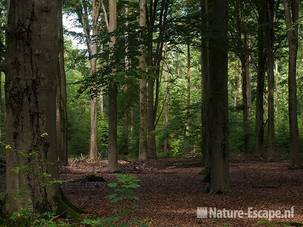 Tussen de beuken, landgoed Ampsen 1 270710