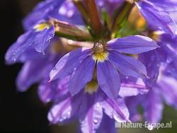 Waaierbloem, detail bloem, Fuchsiaboerderij Stokkum 1 280710