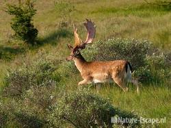 Damhert, bok met gedeeltelijk geveegd gewei, AWD1 140810