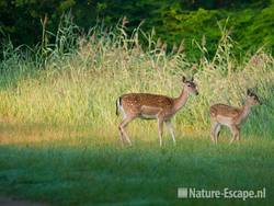 Damhert, hinde met kalf in vroeg licht, AWD1 140810