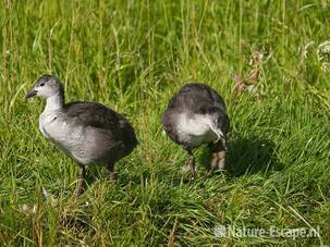 Meerkoet, juvenielen, Castricummerpolder 4 060810