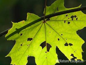 Noorse esdoorn, aangevreten blad, tegenlicht, NHD Egmond 1 110810