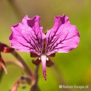 Pelargonium endlicherianum, detail bloem, tB1 060810