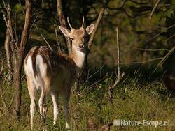 Damhert, jonge bok, tong uitstekend, AWD1 180910