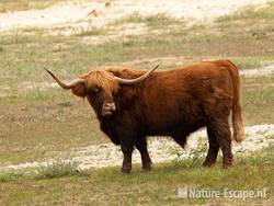 Schotse hooglander, stier, Doornvlak 2 210810